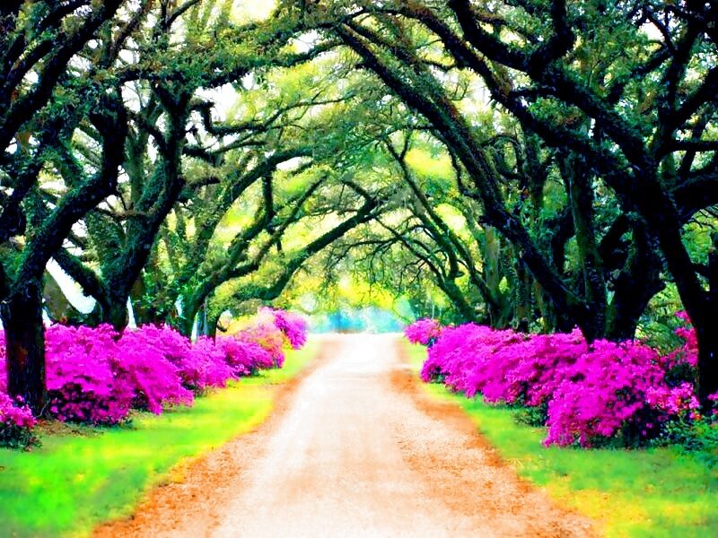 Dirt Road with Flowers