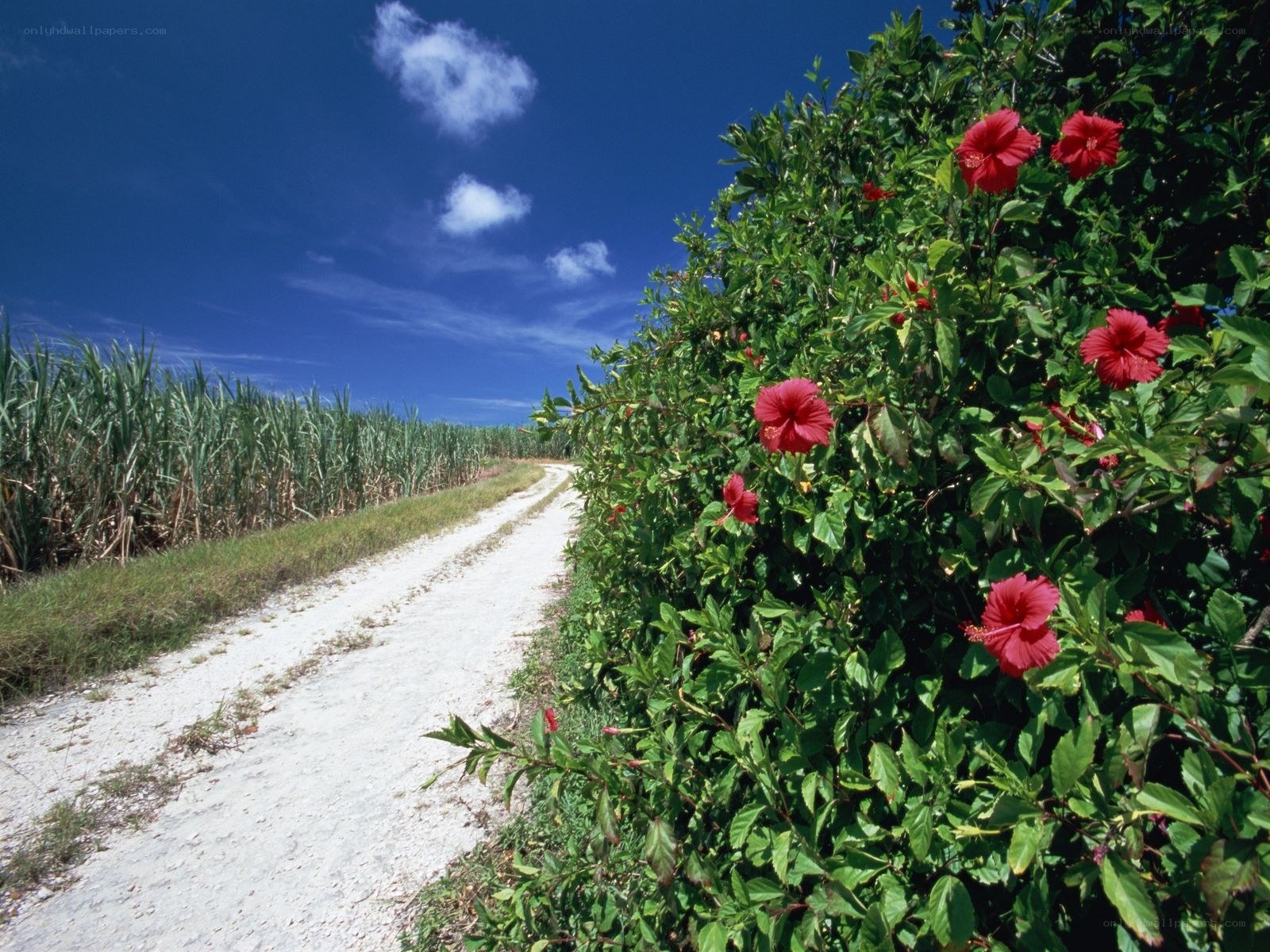 Dirt road with hibiscus flowers