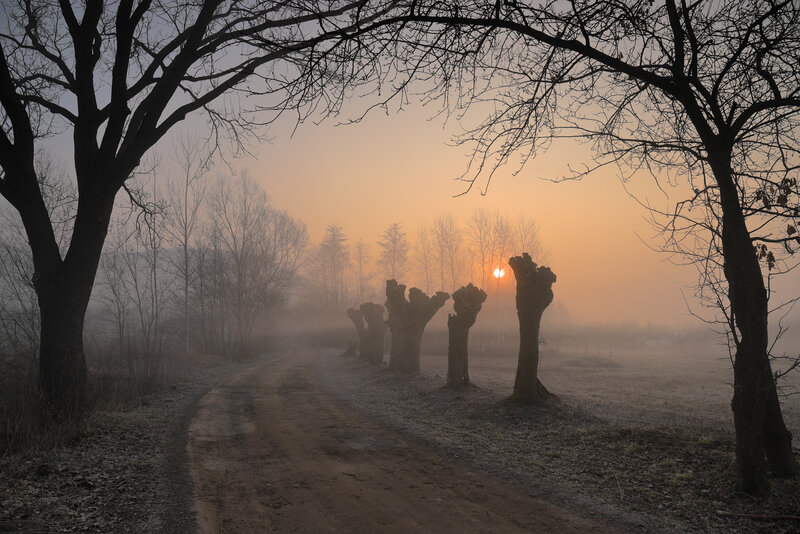 Dirt Road with Pollarded Trees
