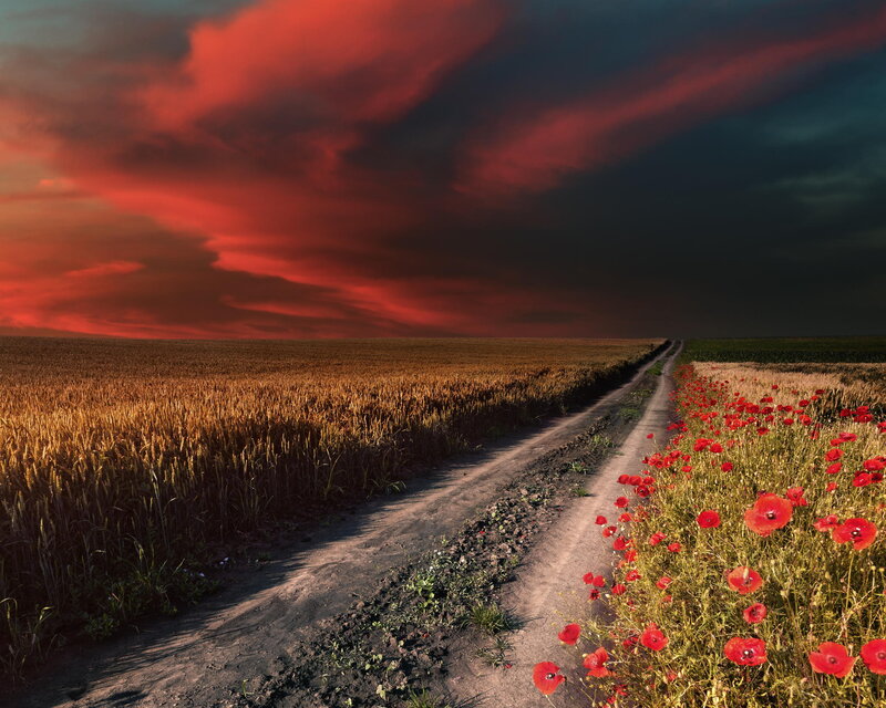 Dirt Road with Poppies — Red, Dramatic