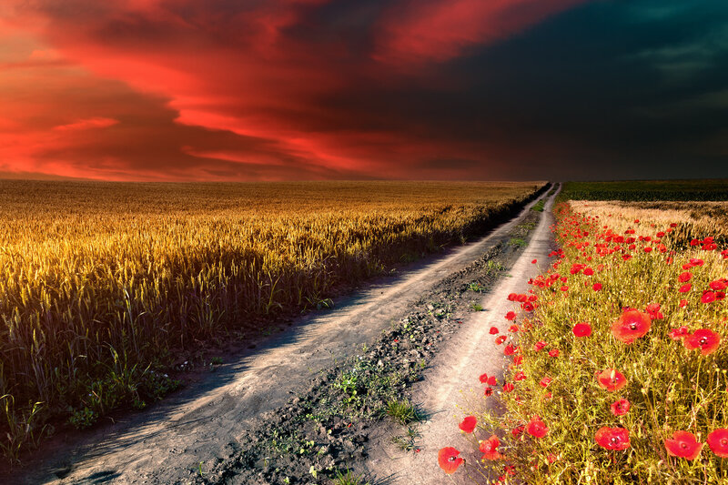 Dirt Road with Poppies — Red