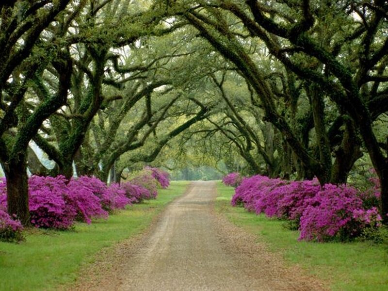Dirt Road with Purple Flowers