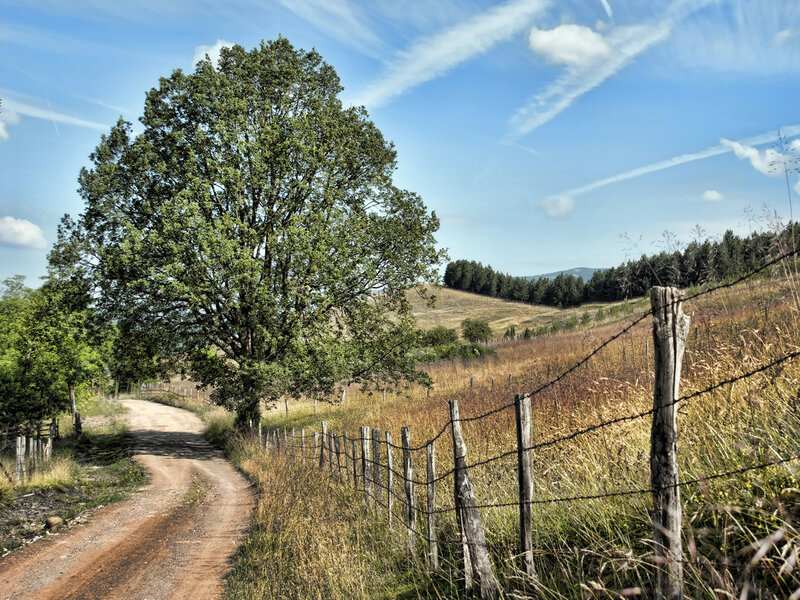 Dirt road with tree and fence