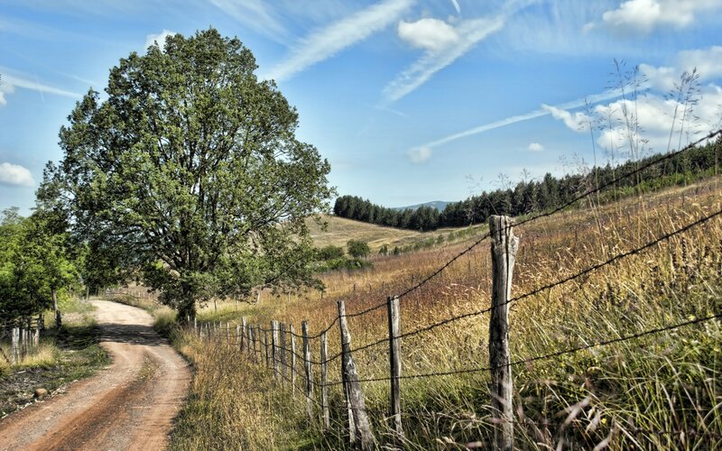 Dirt Road with Tree — Blue