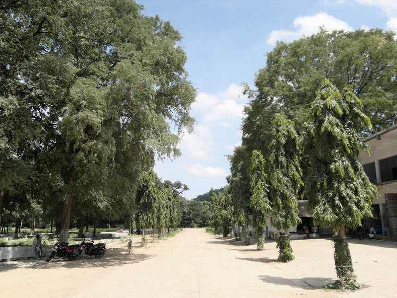 Dirt Road with Trees — Green, Serene, Afternoon