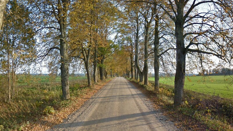 Dirt Road with Trees — Green, Serene, Autumn