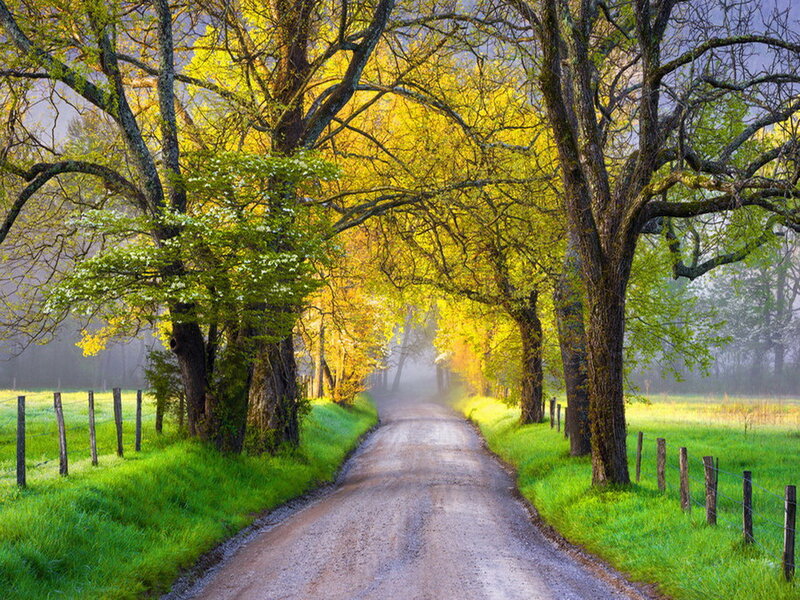 Dirt Road with Trees — Green, Serene, Morning