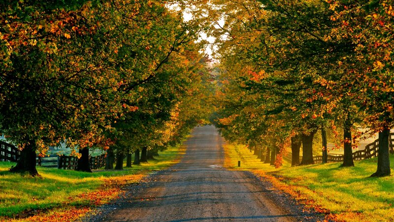 Dirt Road with Trees — Green, Serene