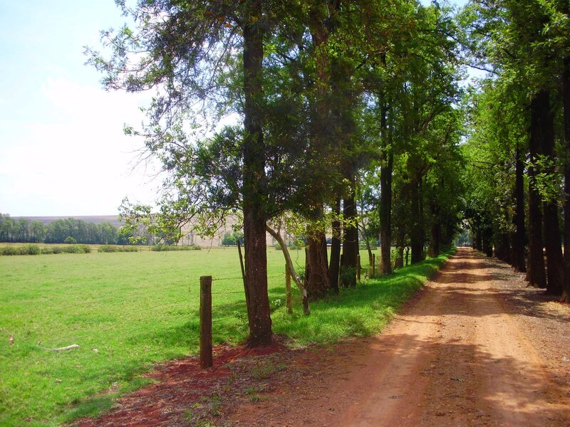 Dirt Road with Trees — Green