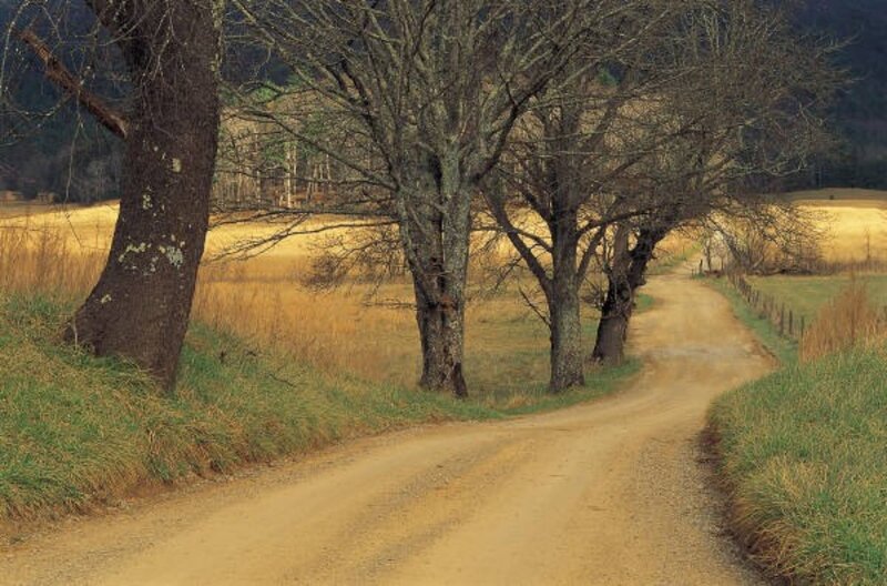 Dirt Road with Trees