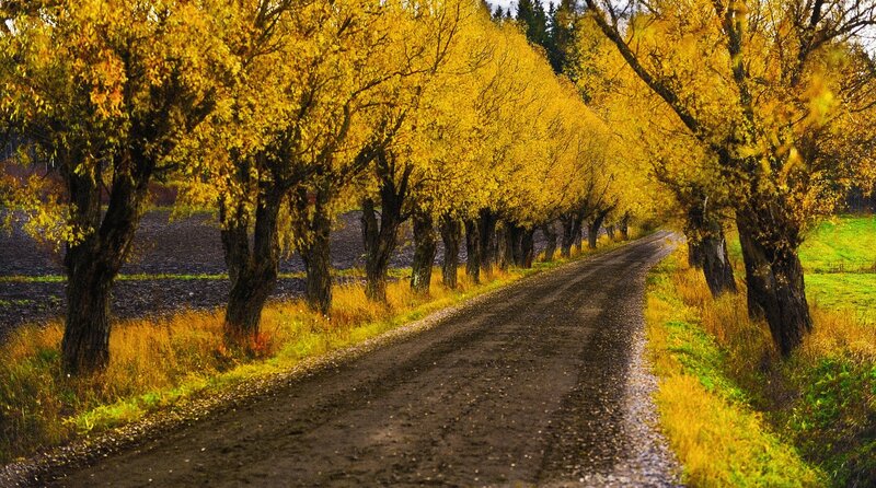 Dirt Road with Trees — Yellow