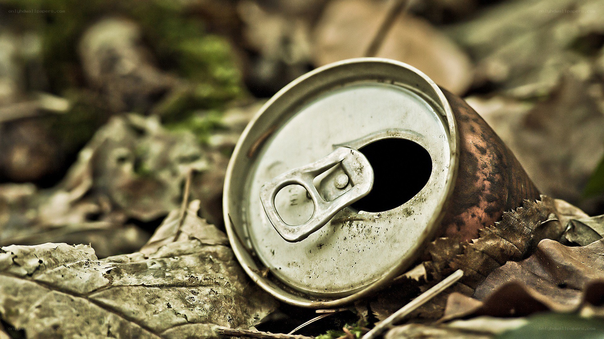 discarded soda can in forest