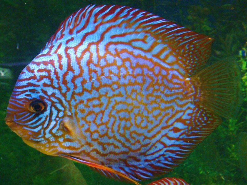 Discus Fish — Blue