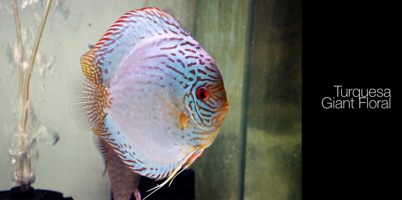 Discus Fish in Aquarium — Blue, Calm, Photograph
