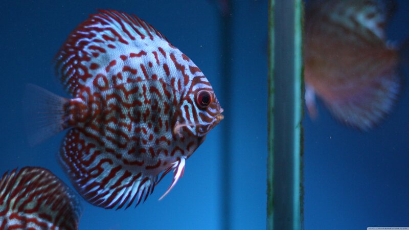 Discus Fish in Aquarium — Blue, Calm