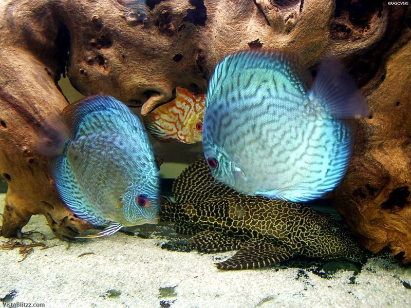 Discus Fish in Aquarium — Blue