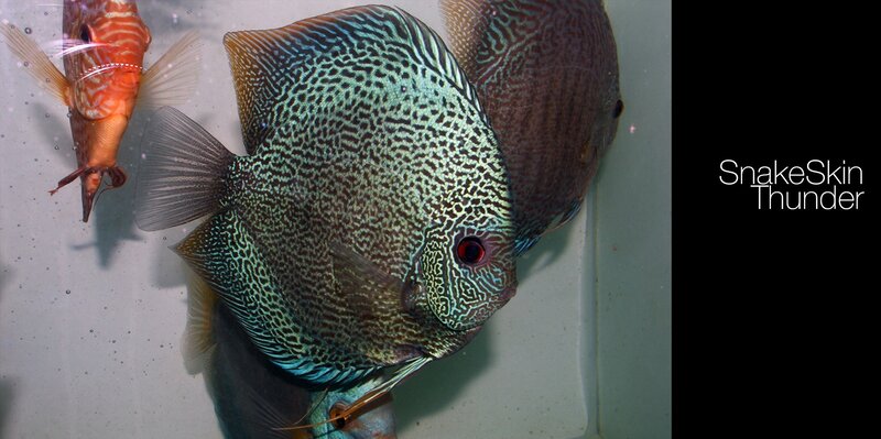Discus Fish in Aquarium — Green, Calm, Photograph, Text
