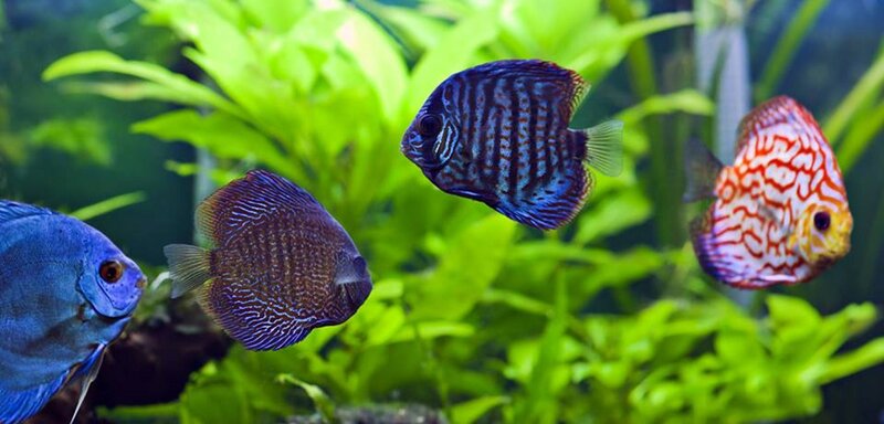 Discus Fish in Aquarium — Green, Calm