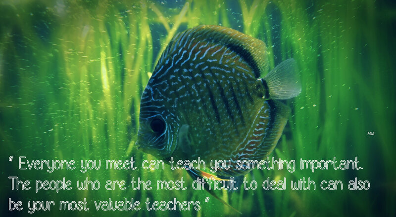 Discus Fish in Aquarium — Green, Serene