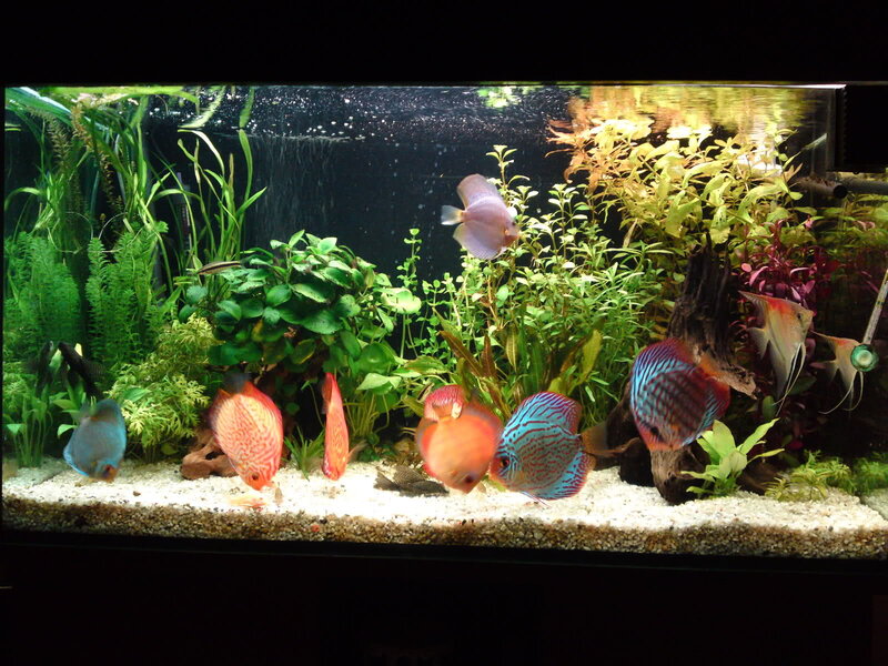 Discus Fish in Aquarium — Green