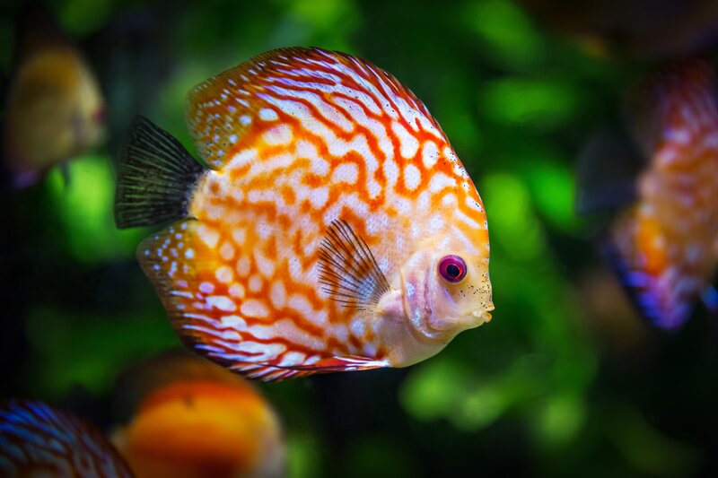Discus Fish in Aquarium — Orange
