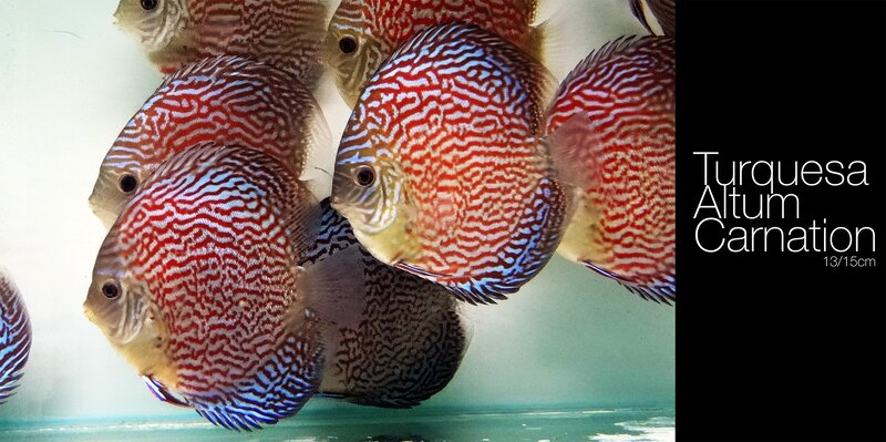Discus Fish in Aquarium — Red, Calm, Photograph