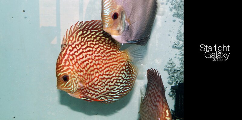 Discus Fish in Aquarium — Red, Calm