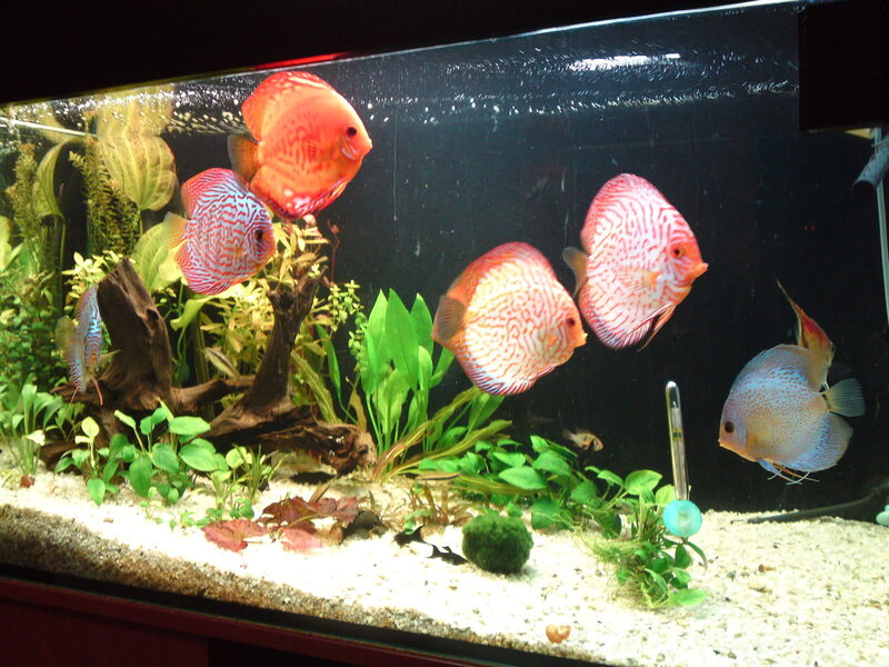 Discus Fish in Aquarium — Red