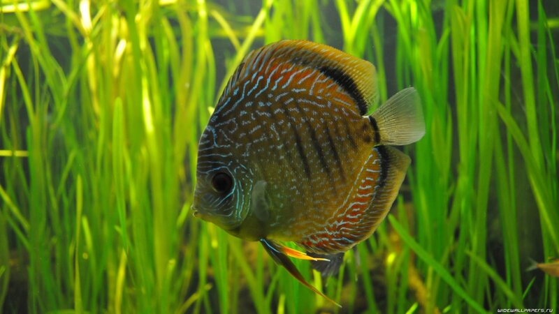 Discus fish in aquarium