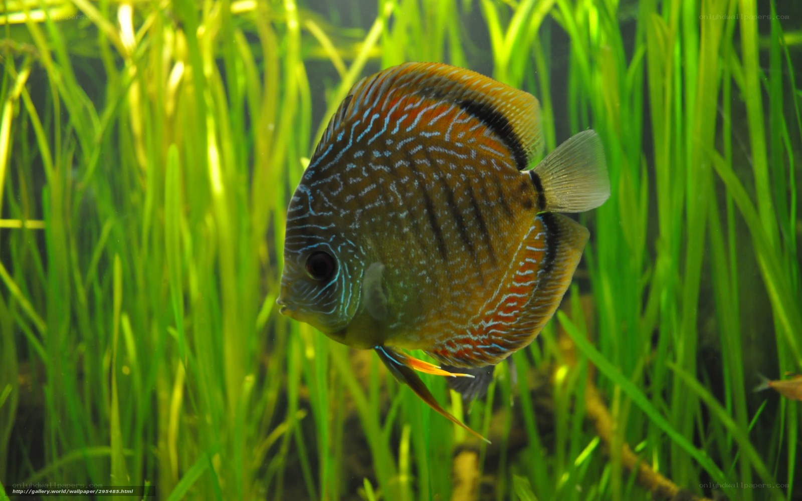 Discus fish in aquatic plants