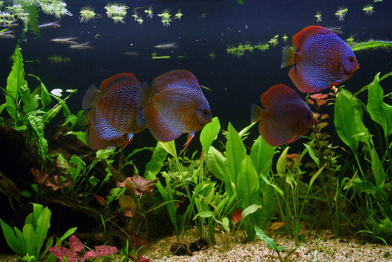 Discus fish in planted aquarium