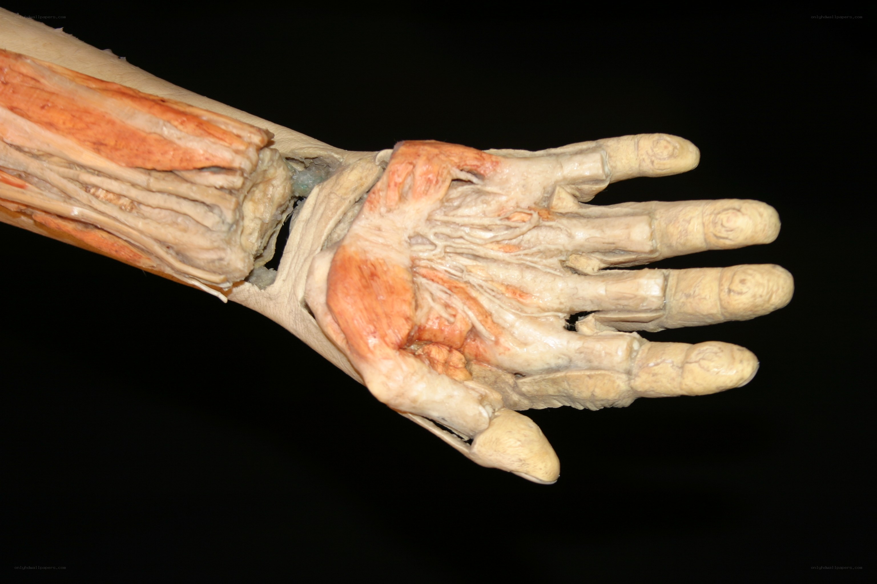 Dissected human arm and hand