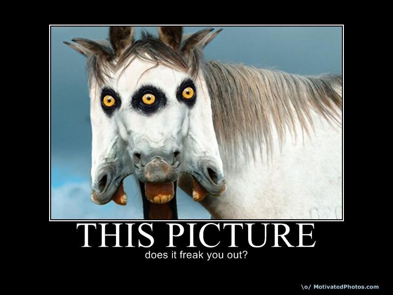 disturbing horse picture