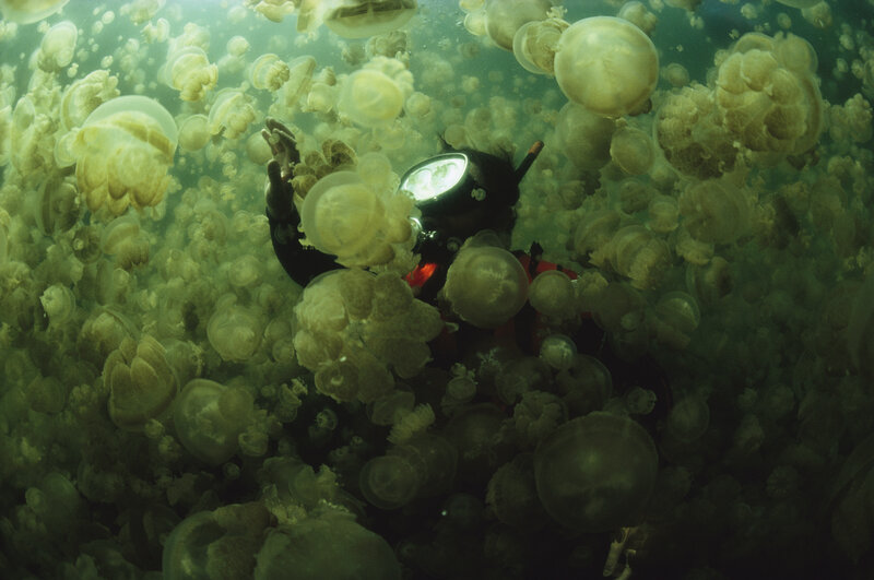 Diver among jellyfish swarm
