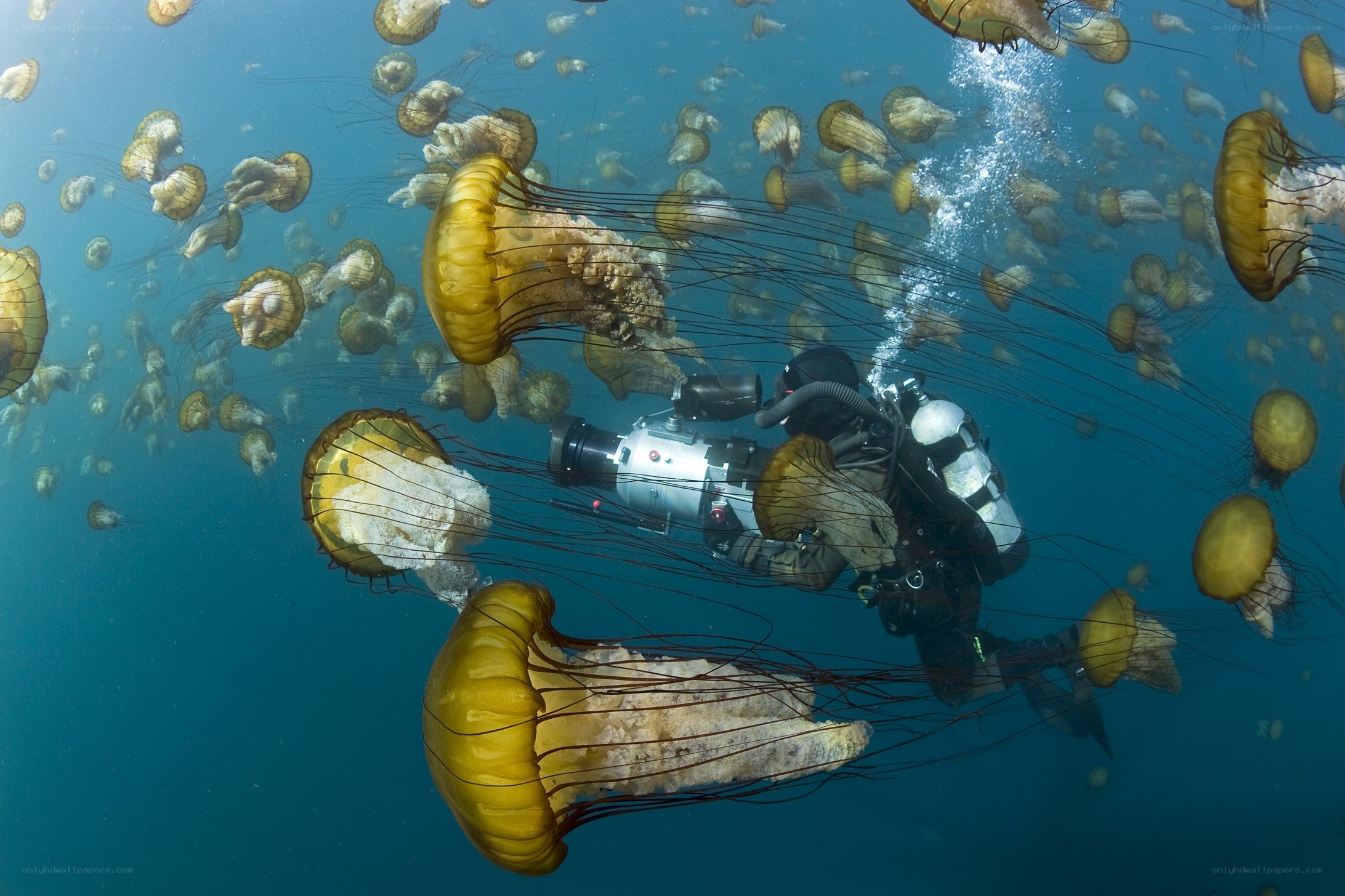 Diver among jellyfish swarm