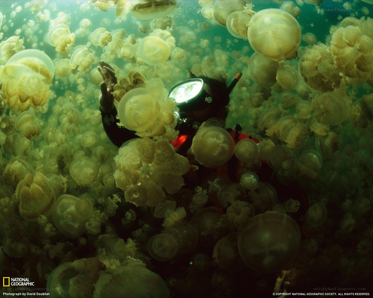 Diver among jellyfish swarm