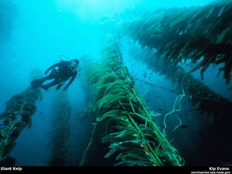 Diver Among Kelp