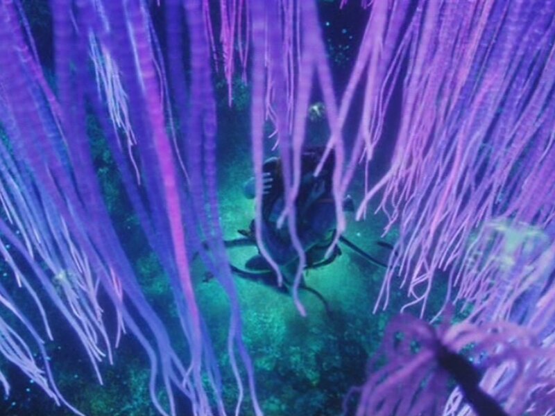 diver among purple sea anemones
