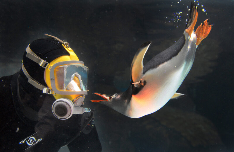 diver and penguin underwater