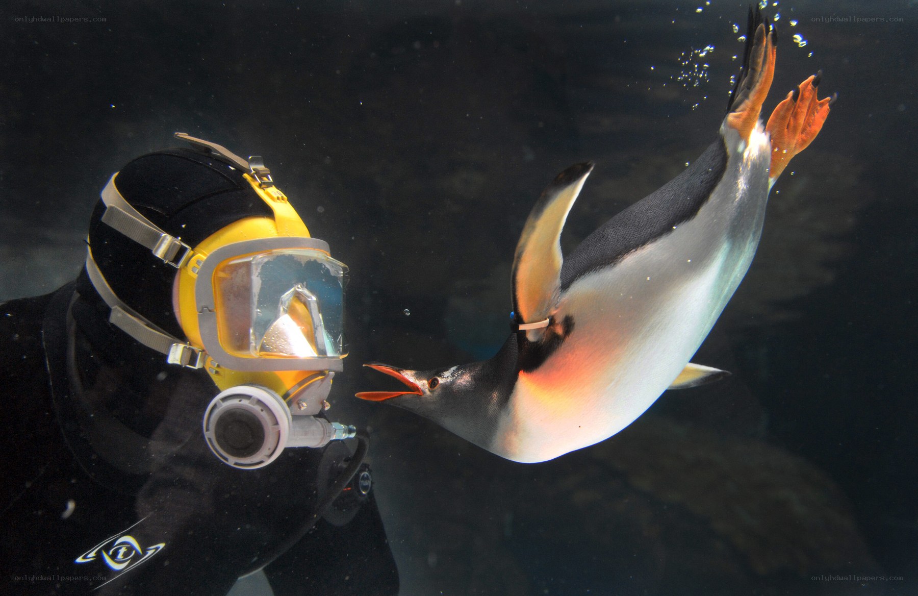 diver and penguin underwater