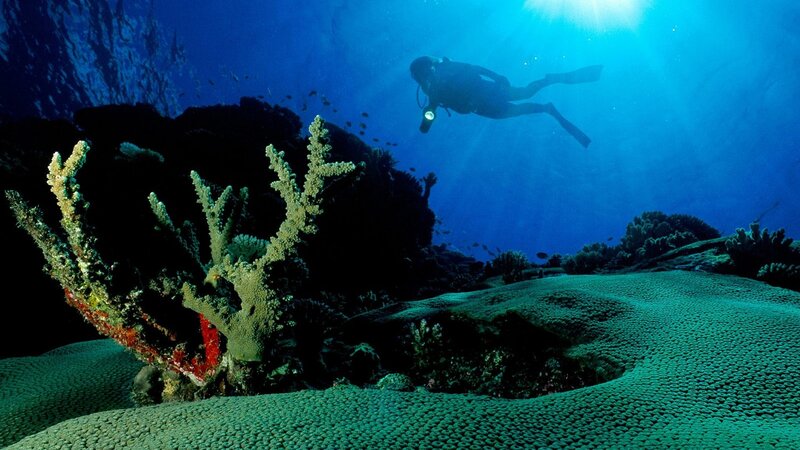 Diver exploring coral reef