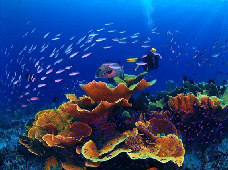 Diver exploring coral reef