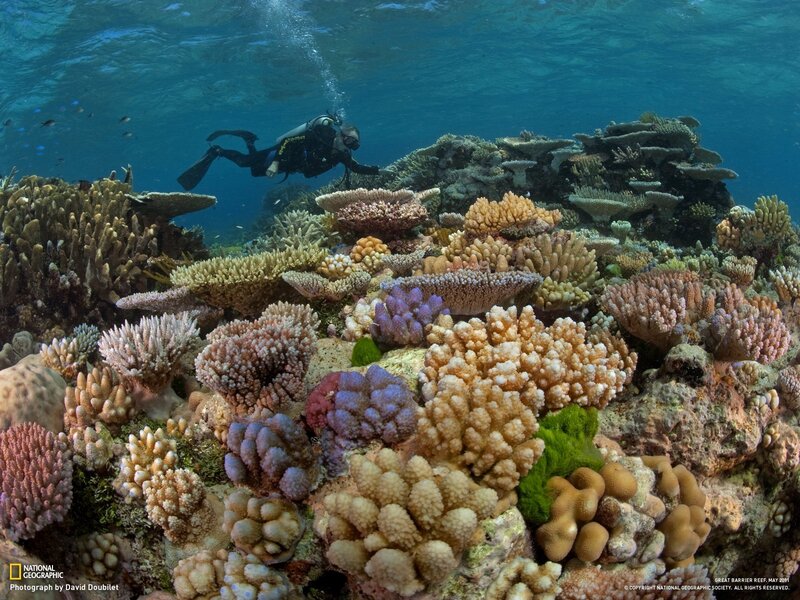 Diver exploring coral reef