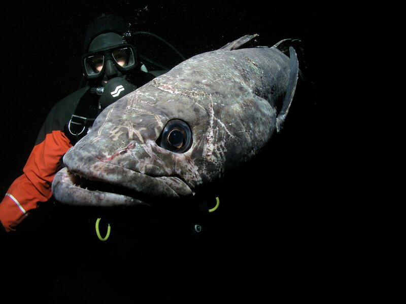 Diver Holding Large Fish