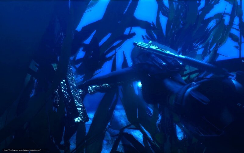 diver in kelp forest