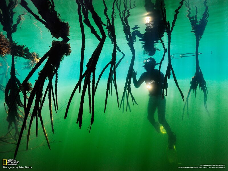 Diver in mangrove roots