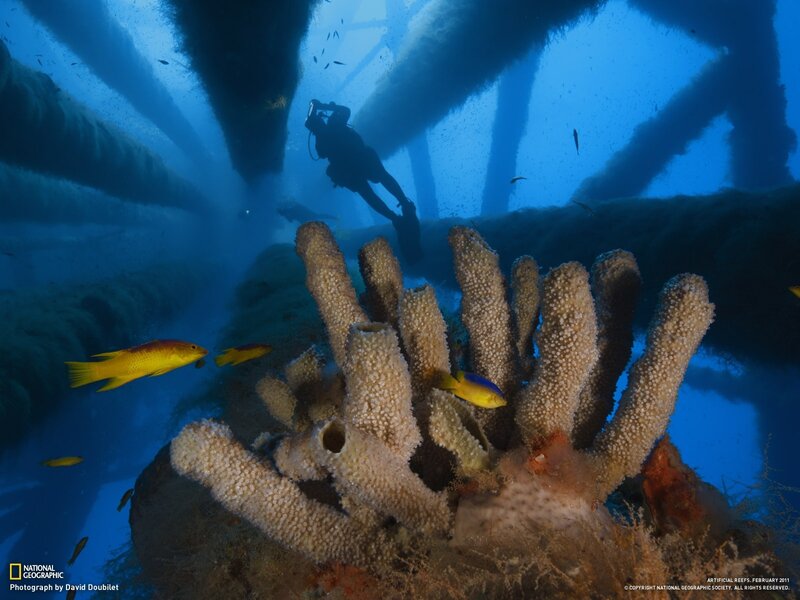 Diver near artificial reef