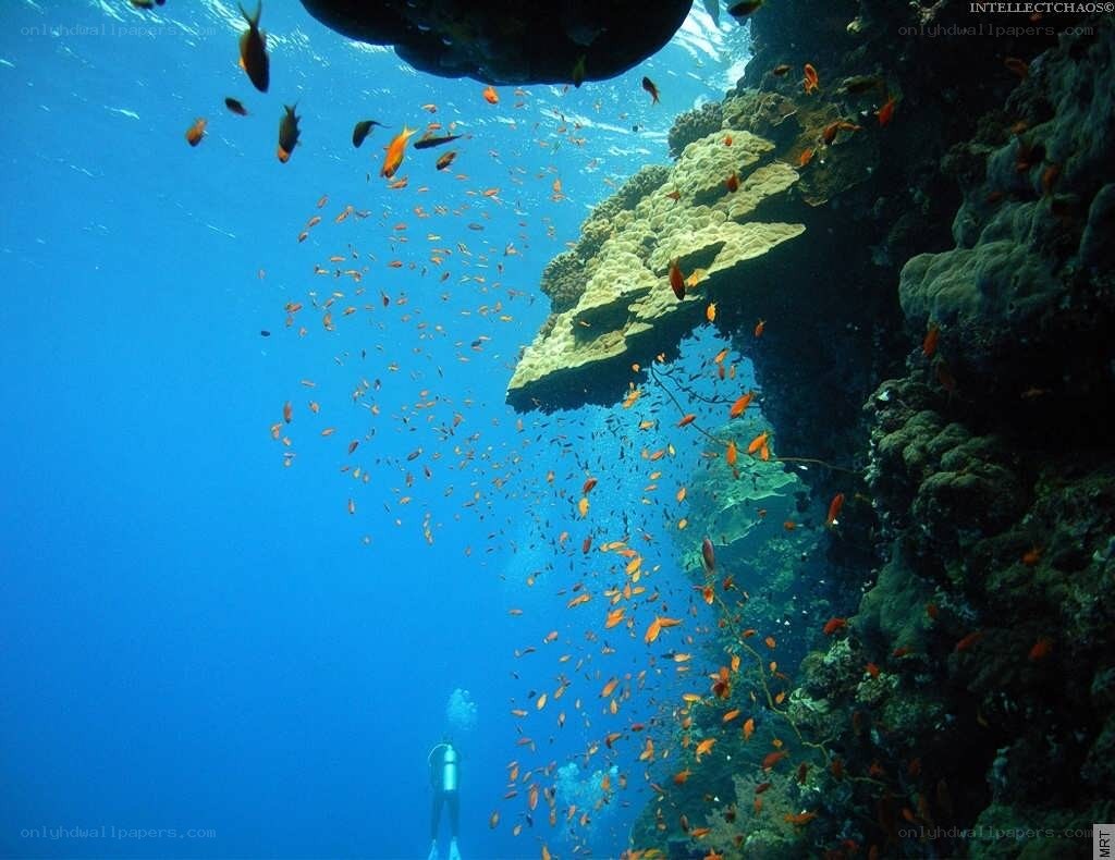 Diver near coral reef