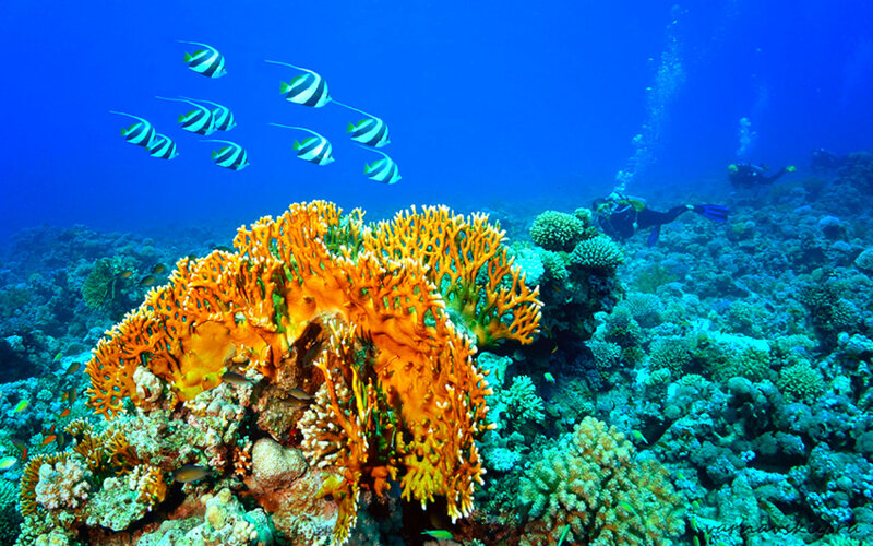 Diver Near Coral Reef — Blue
