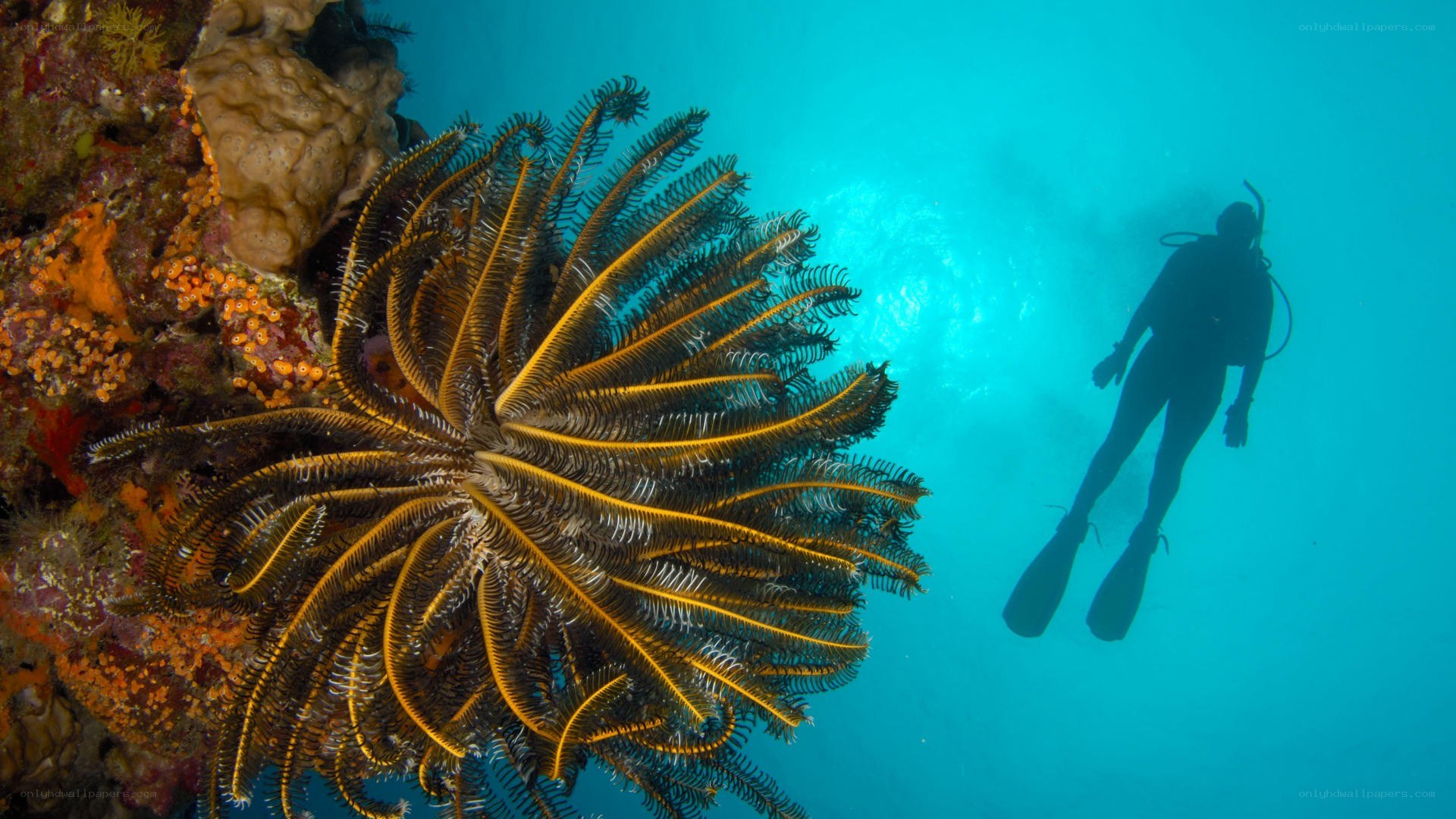 Diver near sea lily